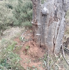 Nasutitermes exitiosus (Snouted termite, Gluegun termite) at Majura, ACT - 30 May 2024 by AaronClausen