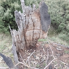 Nasutitermes exitiosus at Majura, ACT - suppressed