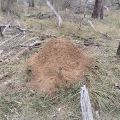 Nasutitermes exitiosus (Snouted termite, Gluegun termite) at Campbell, ACT - 30 May 2024 by AaronClausen