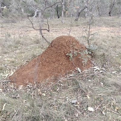 Nasutitermes exitiosus (Snouted termite, Gluegun termite) at Campbell, ACT - 30 May 2024 by AaronClausen