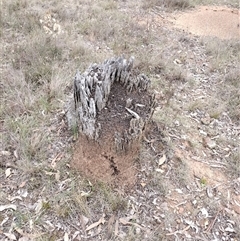 Nasutitermes exitiosus (Snouted termite, Gluegun termite) at Campbell, ACT - 30 May 2024 by AaronClausen