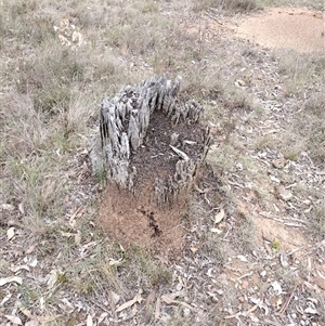 Nasutitermes exitiosus at Campbell, ACT - 30 May 2024