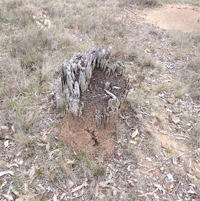 Nasutitermes exitiosus (Snouted termite, Gluegun termite) at Campbell, ACT - 30 May 2024 by AaronClausen