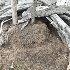 Nasutitermes exitiosus (Snouted termite, Gluegun termite) at Kenny, ACT - 30 May 2024 by AaronClausen