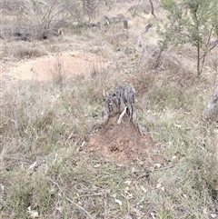 Nasutitermes exitiosus (Snouted termite, Gluegun termite) at Campbell, ACT - 30 May 2024 by AaronClausen