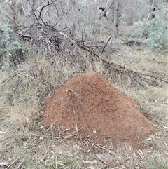 Nasutitermes exitiosus (Snouted termite, Gluegun termite) at Campbell, ACT - 30 May 2024 by AaronClausen