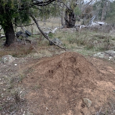 Nasutitermes exitiosus (Snouted termite, Gluegun termite) at Campbell, ACT - 30 May 2024 by AaronClausen