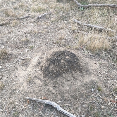 Nasutitermes exitiosus (Snouted termite, Gluegun termite) at Kenny, ACT - 30 May 2024 by AaronClausen