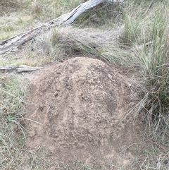 Nasutitermes exitiosus (Snouted termite, Gluegun termite) at Kenny, ACT - 30 May 2024 by AaronClausen