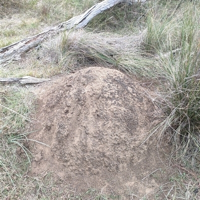 Nasutitermes exitiosus (Snouted termite, Gluegun termite) at Kenny, ACT - 30 May 2024 by AaronClausen