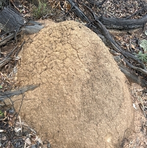 Nasutitermes exitiosus at Acton, ACT - suppressed