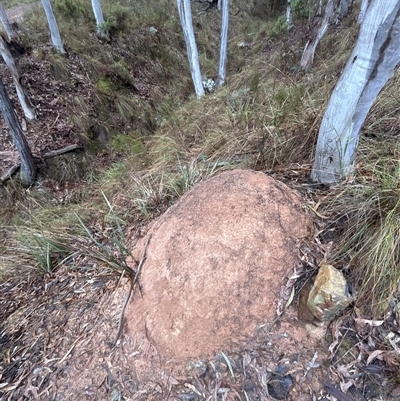 Nasutitermes exitiosus (Snouted termite, Gluegun termite) at Yarralumla, ACT - 2 Jun 2024 by AaronClausen