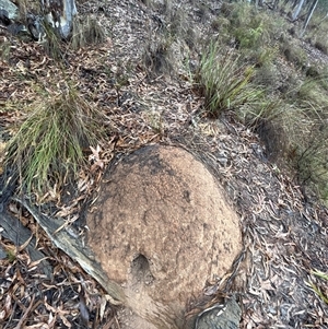 Nasutitermes exitiosus at Yarralumla, ACT - 3 Jun 2024