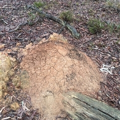 Nasutitermes exitiosus (Snouted termite, Gluegun termite) at O'Connor, ACT - 3 Jun 2024 by DonFletcher