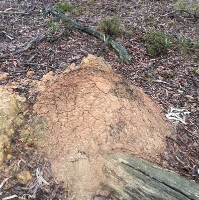 Nasutitermes exitiosus (Snouted termite, Gluegun termite) at O'Connor, ACT - 3 Jun 2024 by DonFletcher
