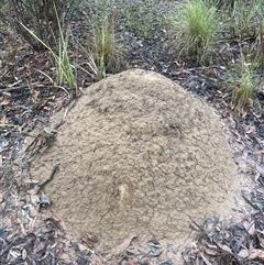 Nasutitermes exitiosus (Snouted termite, Gluegun termite) at O'Connor, ACT - 3 Jun 2024 by DonFletcher