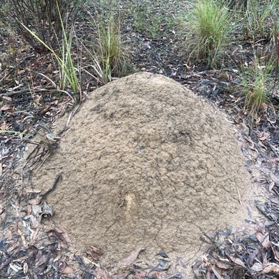 Nasutitermes exitiosus (Snouted termite, Gluegun termite) at O'Connor, ACT - 2 Jun 2024 by AaronClausen