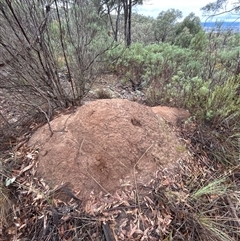 Nasutitermes exitiosus (Snouted termite, Gluegun termite) at Acton, ACT - 2 Jun 2024 by AaronClausen