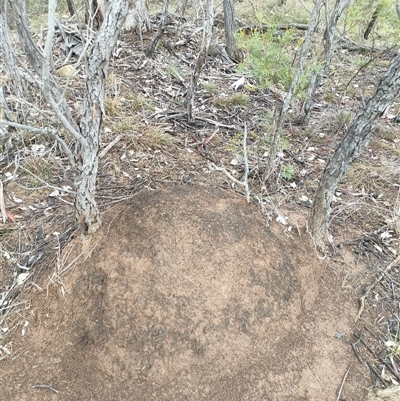 Nasutitermes exitiosus (Snouted termite, Gluegun termite) at Kenny, ACT - 3 Jun 2024 by AaronClausen