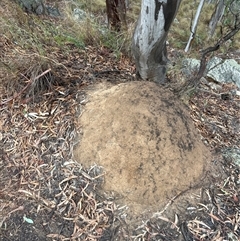 Coptotermes lacteus (Milk Termite) at Acton, ACT - 3 Jun 2024 by DonFletcher