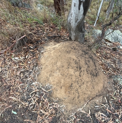 Coptotermes lacteus (Milk Termite) at Acton, ACT - 2 Jun 2024 by AaronClausen