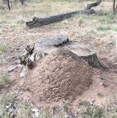 Nasutitermes exitiosus (Snouted termite, Gluegun termite) at Watson, ACT - 3 Jun 2024 by AaronClausen