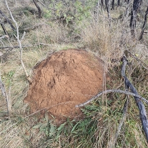 Nasutitermes exitiosus at Hackett, ACT - suppressed