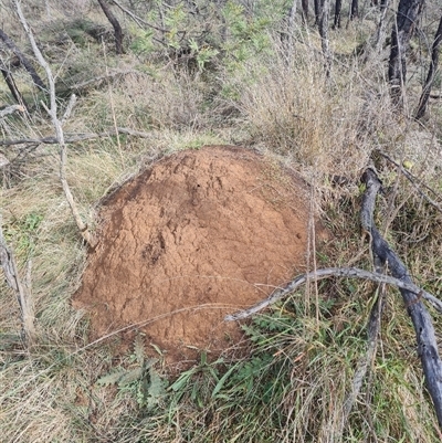 Nasutitermes exitiosus (Snouted termite, Gluegun termite) at Hackett, ACT - 3 Jun 2024 by AaronClausen