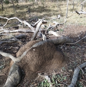 Nasutitermes exitiosus at Kenny, ACT - 3 Jun 2024