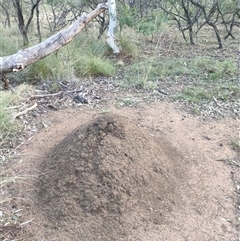 Nasutitermes exitiosus (Snouted termite, Gluegun termite) at Kenny, ACT - 3 Jun 2024 by AaronClausen