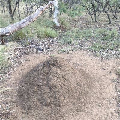 Nasutitermes exitiosus (Snouted termite, Gluegun termite) at Kenny, ACT - 3 Jun 2024 by AaronClausen