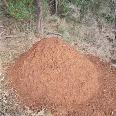 Nasutitermes exitiosus (Snouted termite, Gluegun termite) at Hackett, ACT - 3 Jun 2024 by AaronClausen