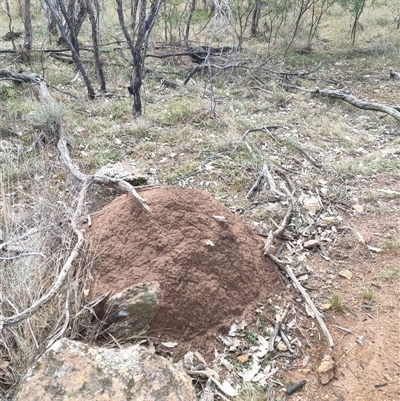 Nasutitermes exitiosus (Snouted termite, Gluegun termite) at Kenny, ACT - 3 Jun 2024 by AaronClausen