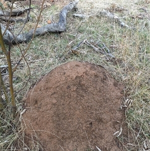 Nasutitermes exitiosus at Watson, ACT - suppressed