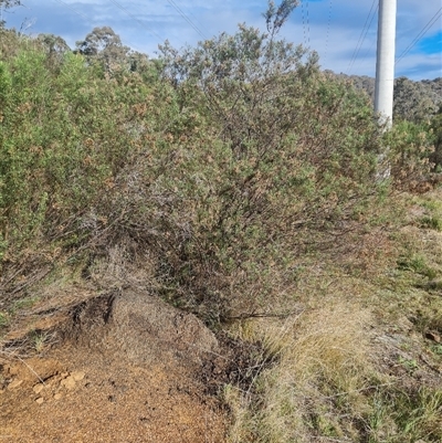 Nasutitermes exitiosus (Snouted termite, Gluegun termite) at Hackett, ACT - 3 Jun 2024 by AaronClausen