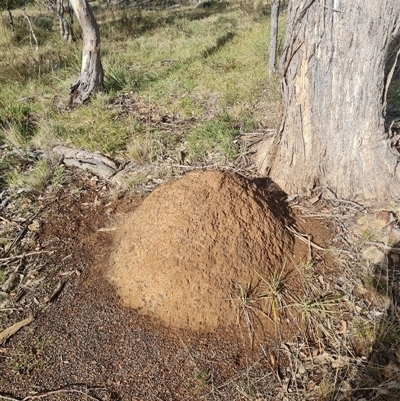 Nasutitermes exitiosus (Snouted termite, Gluegun termite) at Hackett, ACT - 3 Jun 2024 by AaronClausen