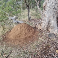 Nasutitermes exitiosus (Snouted termite, Gluegun termite) at Hackett, ACT - 3 Jun 2024 by AaronClausen