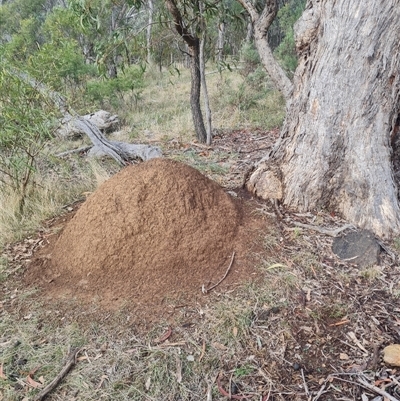 Nasutitermes exitiosus (Snouted termite, Gluegun termite) at Hackett, ACT - 3 Jun 2024 by AaronClausen