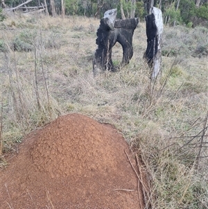 Nasutitermes exitiosus at Hackett, ACT - suppressed