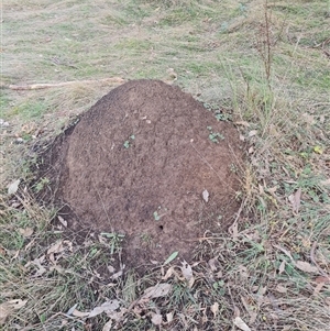 Nasutitermes exitiosus at Hackett, ACT - suppressed