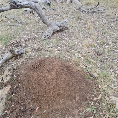 Nasutitermes exitiosus (Snouted termite, Gluegun termite) at Hackett, ACT - 3 Jun 2024 by AaronClausen