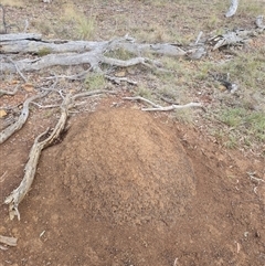 Nasutitermes exitiosus (Snouted termite, Gluegun termite) at Hackett, ACT - 3 Jun 2024 by AaronClausen