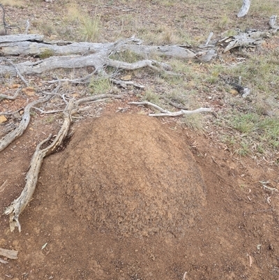 Nasutitermes exitiosus (Snouted termite, Gluegun termite) at Hackett, ACT - 3 Jun 2024 by AaronClausen