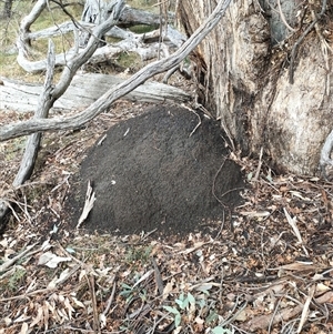 Nasutitermes exitiosus at Kenny, ACT - suppressed