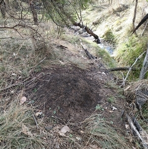 Nasutitermes exitiosus at Watson, ACT - 3 Jun 2024