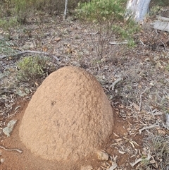 Nasutitermes exitiosus (Snouted termite, Gluegun termite) at Hackett, ACT - 3 Jun 2024 by AaronClausen