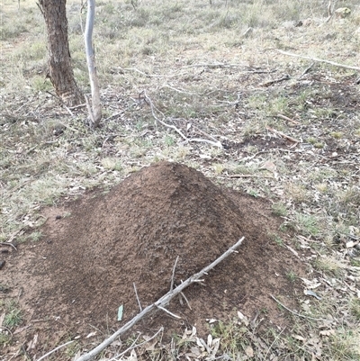 Nasutitermes exitiosus (Snouted termite, Gluegun termite) at Kenny, ACT - 3 Jun 2024 by AaronClausen