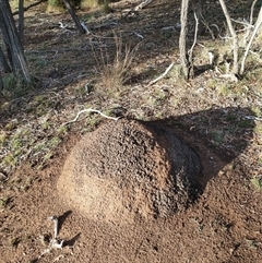 Nasutitermes exitiosus (Snouted termite, Gluegun termite) at Kenny, ACT - 3 Jun 2024 by AaronClausen