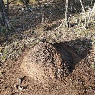 Nasutitermes exitiosus (Snouted termite, Gluegun termite) at Kenny, ACT - 3 Jun 2024 by AaronClausen