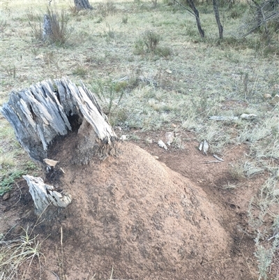 Nasutitermes exitiosus (Snouted termite, Gluegun termite) at Kenny, ACT - 3 Jun 2024 by AaronClausen